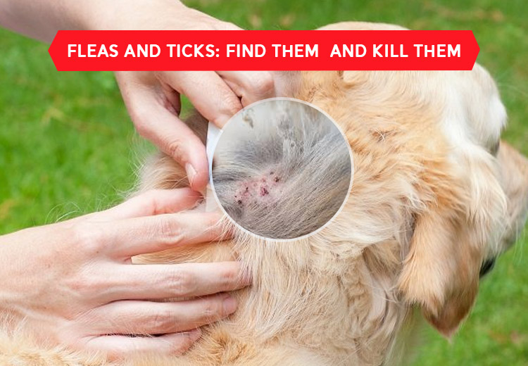FLEAS AND TICKS FIND THEM AND KILL THEM