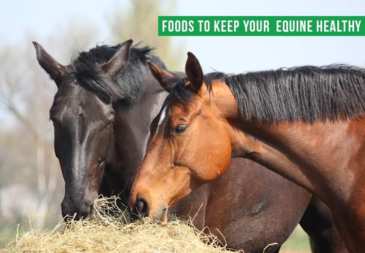 Food With Complete Nutritional Value For a Healthy Equine