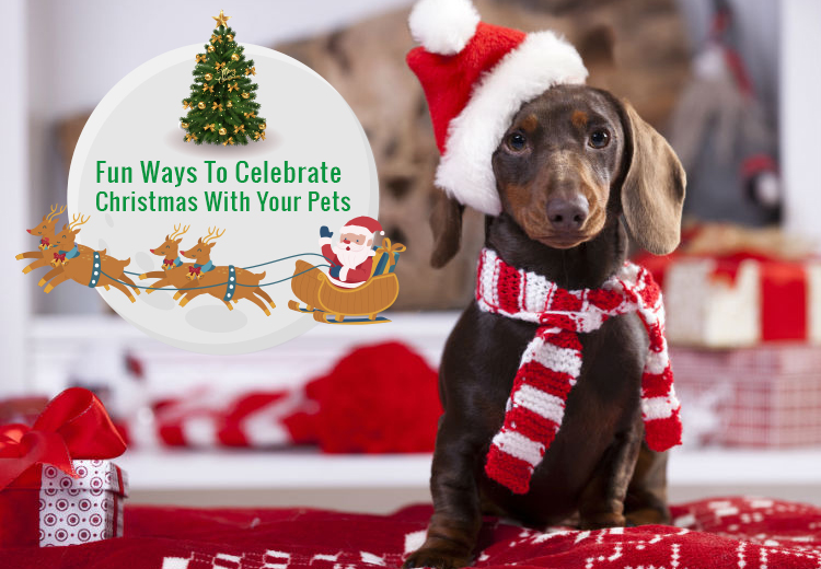 Fun Ways To Celebrate Christmas With Your Pets