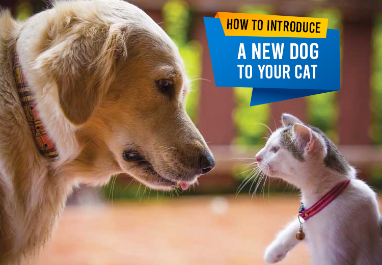 Things to know before introducing your cat to a new dog in a same home