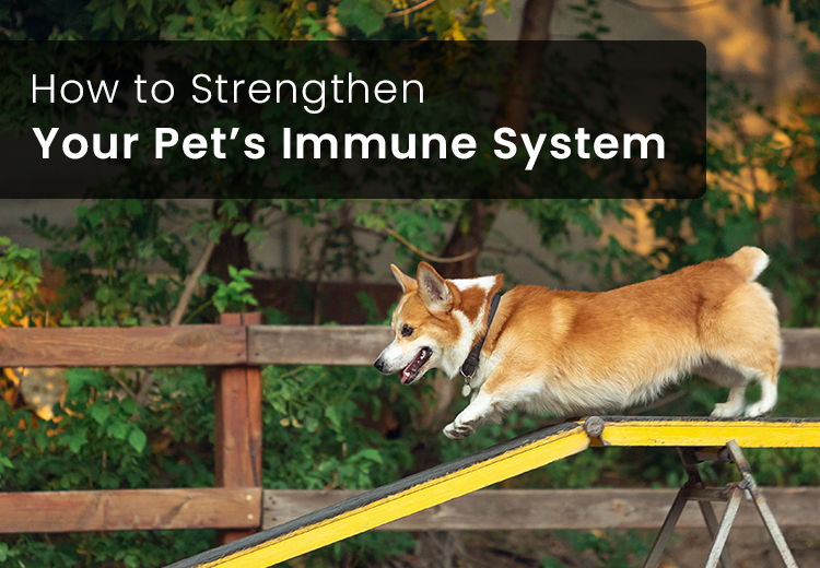 improving pets immune system