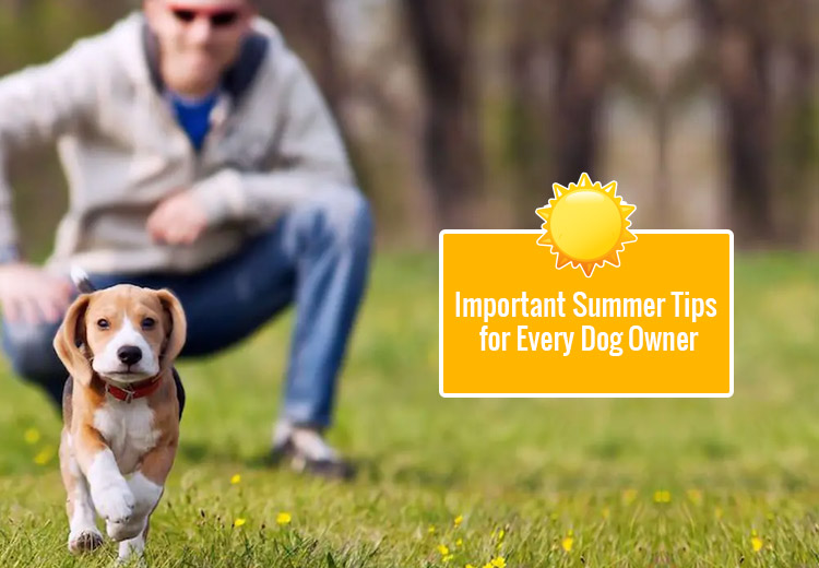 Important Summer Tips for Every Dog Owner