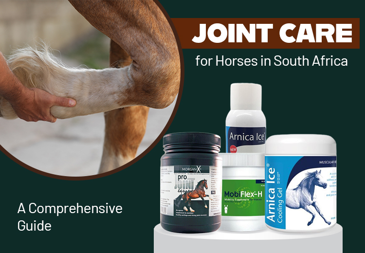 horse joint care