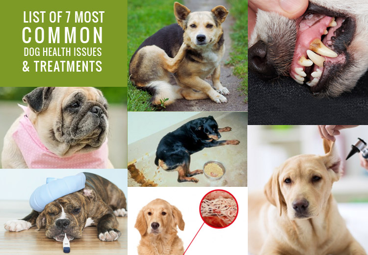 List of 7 Most Common Dog Health Issues & Treatments