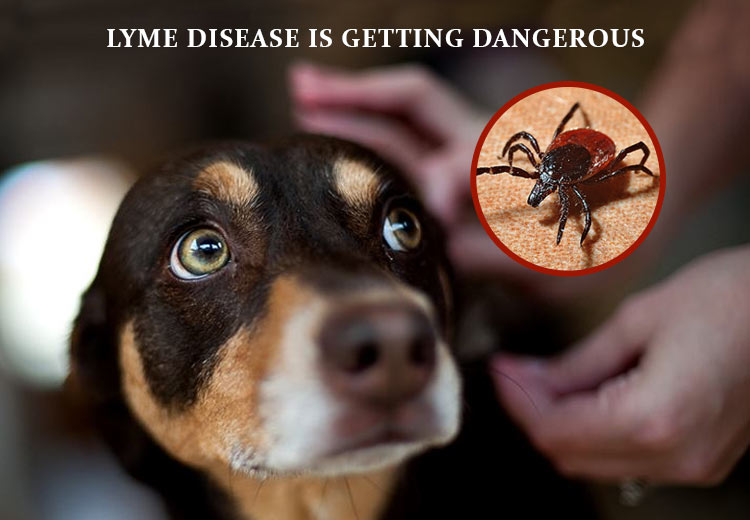 Lyme Disease Is Getting Dangerous