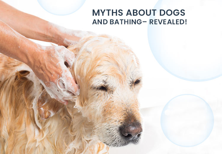Myths About Dogs and Bathing – REVEALED!