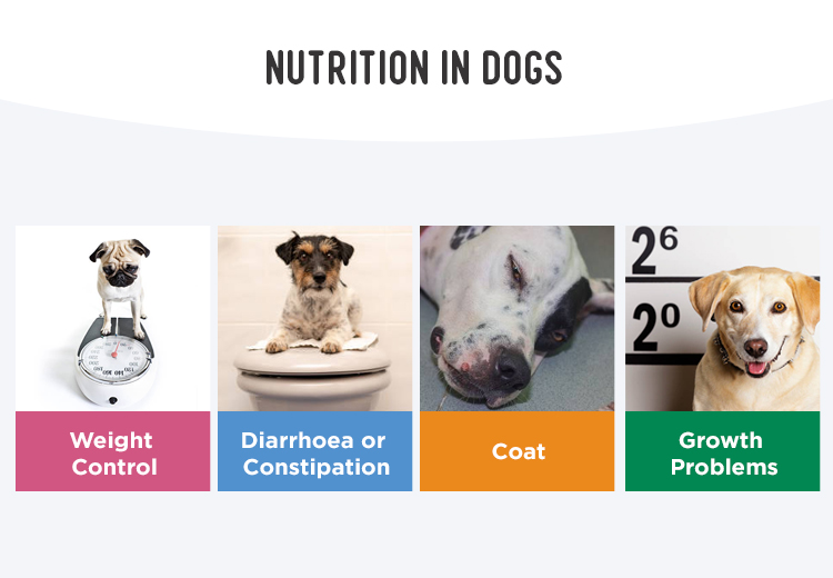 Nutrition in Dogs