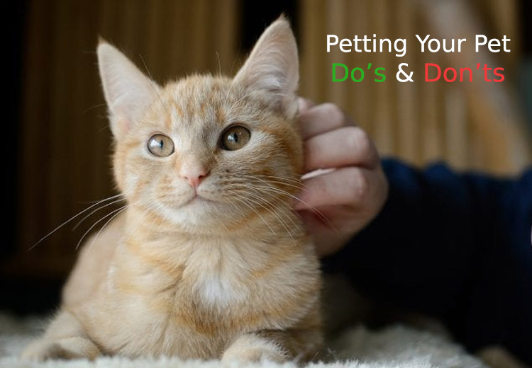 Do’s And Don’ts For Pet Parents