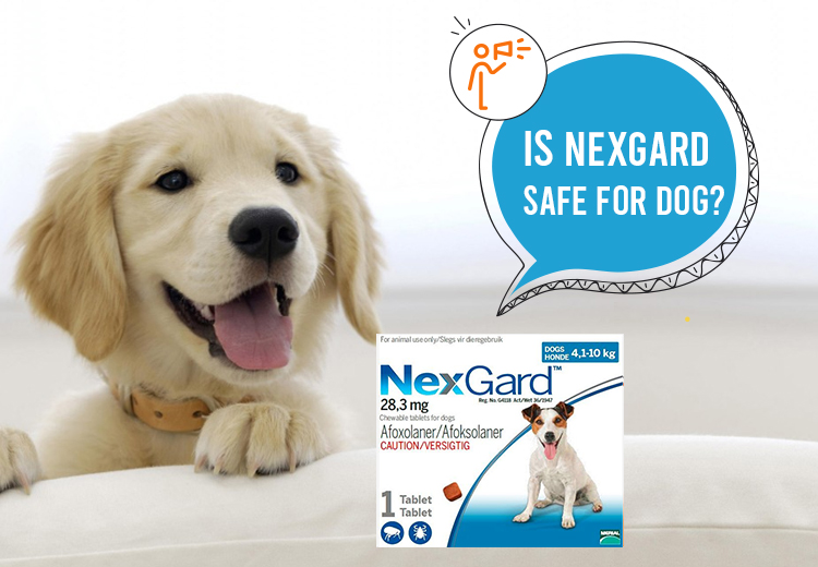 Is Nexgard Safe For Dogs?