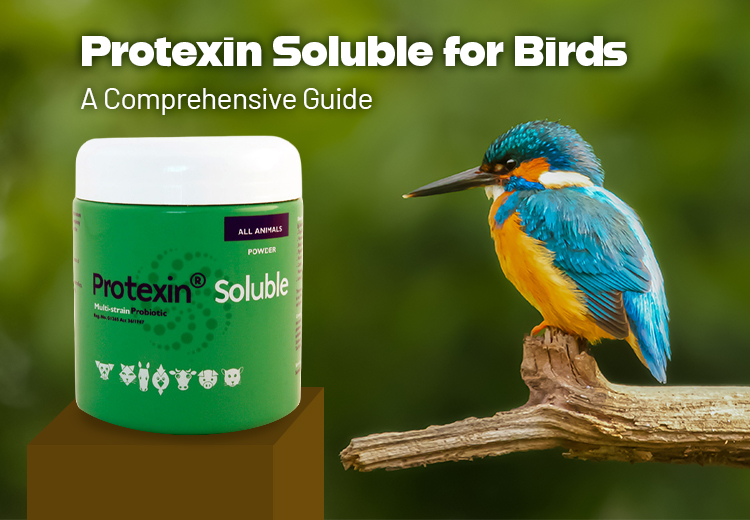 Protexin Soluble for Birds