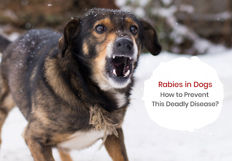 Rabies in Dogs How to Prevent This Deadly Disease?