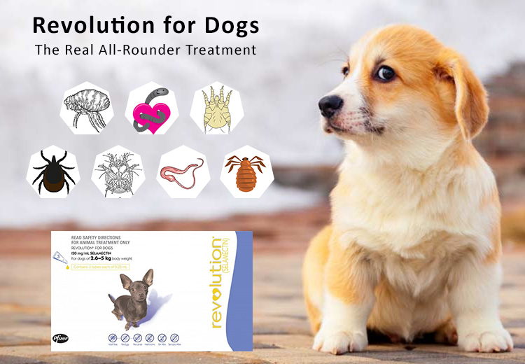 Revolution for Dogs: The Real All-Rounder Treatment