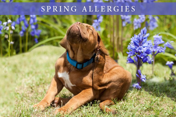 Does Your Pet Have Seasonal Spring Allergies?