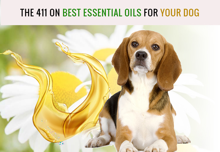 The 411 On Best Essential Oils For Dogs