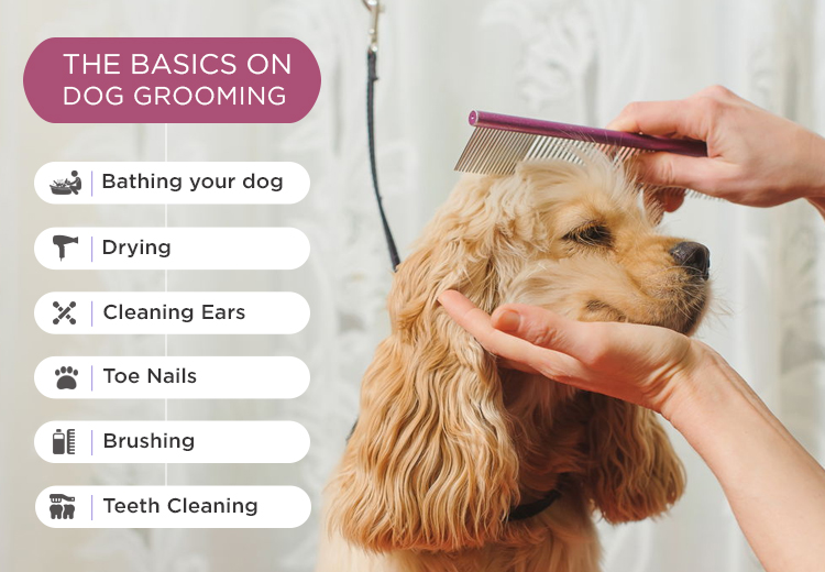 the basics on dog grooming 