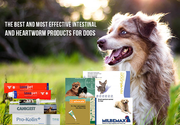The Best And Most Effective Intestinal And Heartworm Products For Dogs