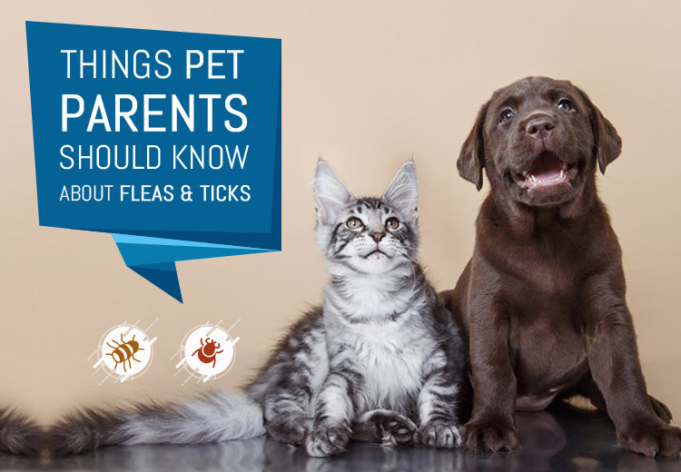 Things Pet Parents Should Know About Fleas and Ticks