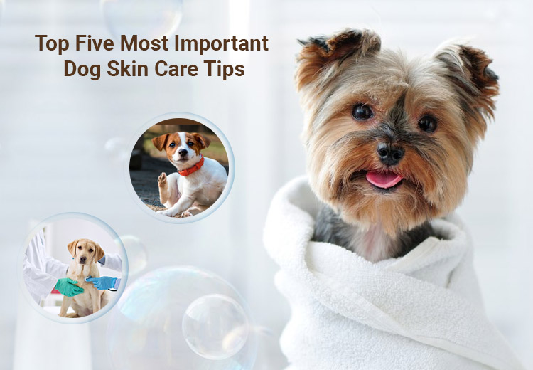 Top Five Most Important Dog Skin Care Tips