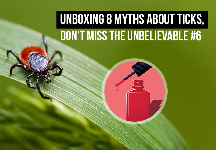 Myths about Ticks