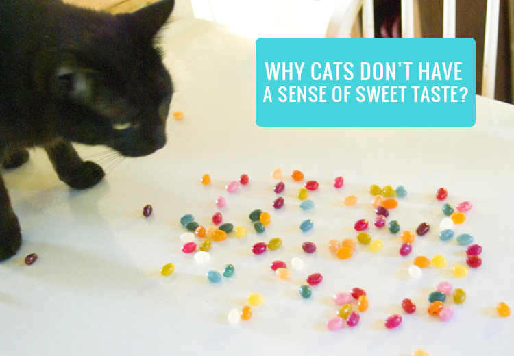 Why Cats Don’t Have A Sense of Sweet Taste?