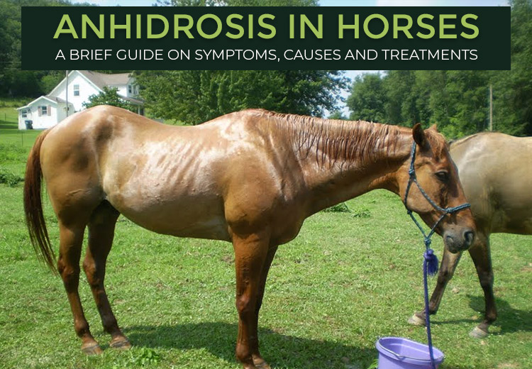 Anhidrosis in Horses: A Brief Guide on Symptoms, Causes and Treatments