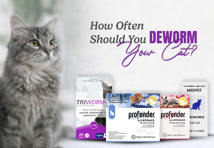 How Often Should You Deworm Your Cat