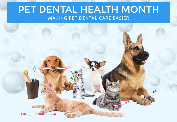 Top 6 Dental Products to Stock This Pet Dental Health Month