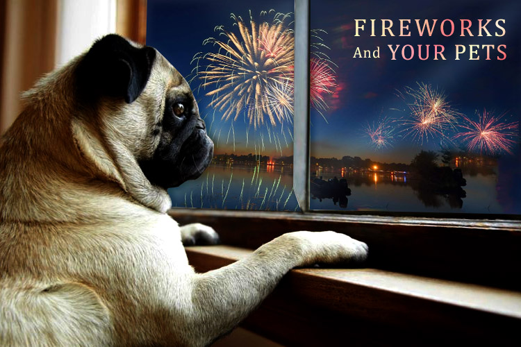 Fireworks and Your Pets