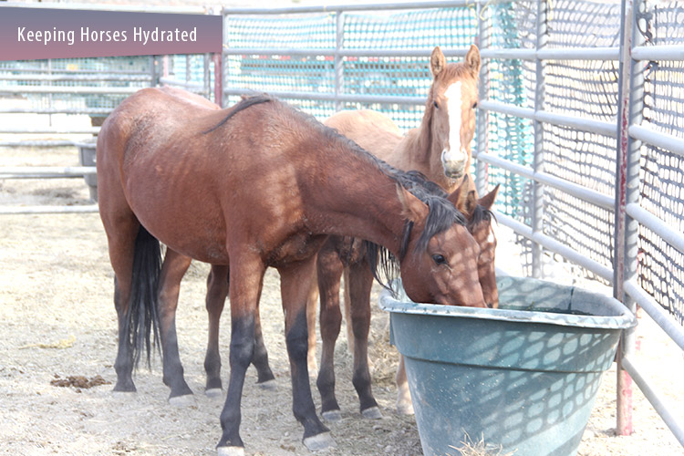 Keeping Horses Hydrated