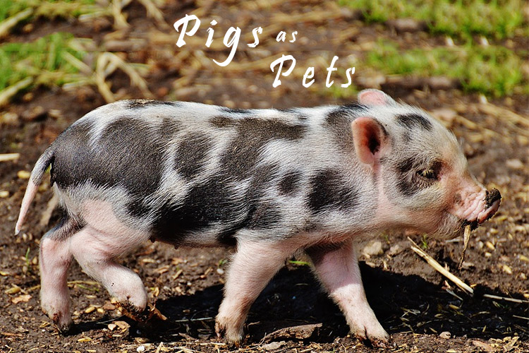 Pigs as Pets