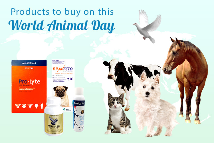 Products To Buy For Your Doggies This World Animal Day