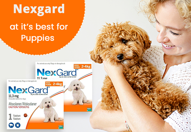 Nexgard Chewables for Puppies - Review, Price, Dosage & More!