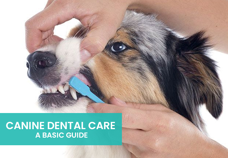 How to Take Care of Your Dog's Dental Health?