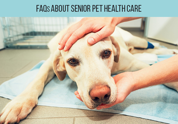 FAQs About Health Care of Senior Pet