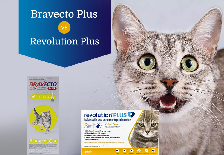 Bravecto Plus vs Revolution Plus