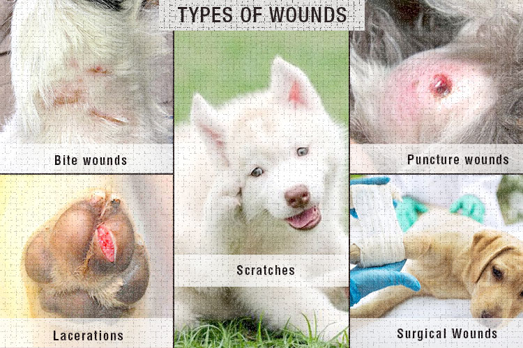 Wound Care In Dogs The Basics