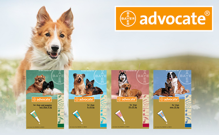 Advocate for Dogs